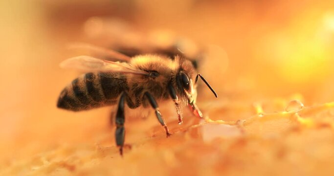 Honey bees working on honeycombs, close-up, selective focus. Life inside the hive.