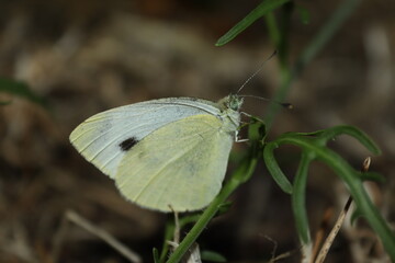 Sitting butterfly on a plant with green and brown background