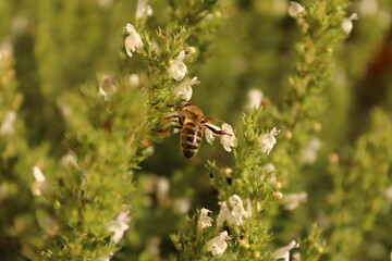 Flying bee on white flowers with green background