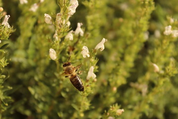 Flying bee on white flowers with green background
