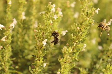 Flying bee on white flowers with green background