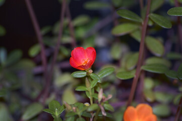 Flor portuaria de jardín