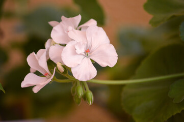Flor blanca de geranio en jardín