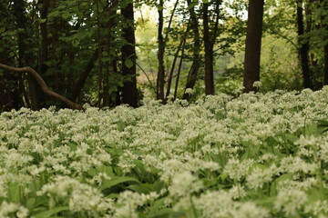 White flowers with green background