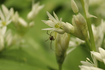 White flowers with green background
