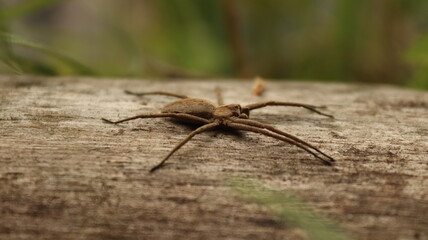 Sitting spider on a plant