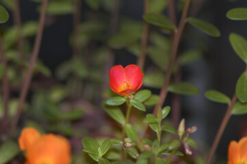 Flor portuaria de jardín