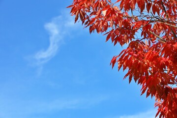 풍경 - 가을하늘과 단풍잎