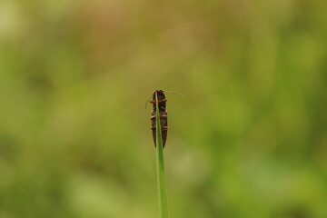 Sitting insect on a plant