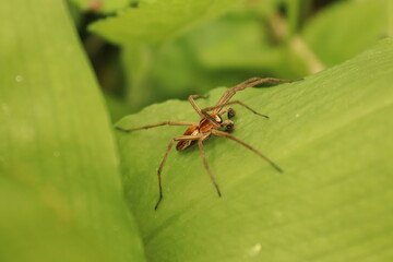 Sitting spider on a plant