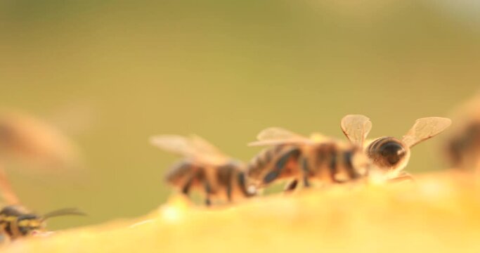 Honey bees working on honeycombs, close-up, selective focus. Life inside the hive.