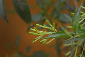 Flor de árbol dama de noche