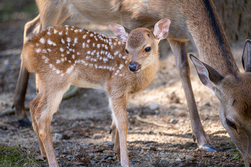奈良-【奈良公園（飛火野）の鹿】