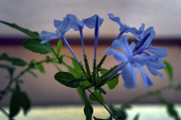 Plantas de jardín en mes de verano