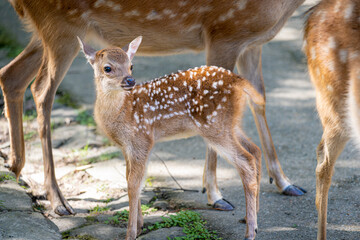 奈良-【奈良公園（飛火野）の鹿】