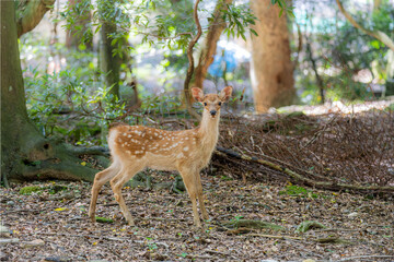 奈良-【奈良公園（飛火野）の鹿】 - obrazy, fototapety, plakaty
