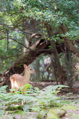 奈良-【奈良公園（飛火野）の鹿】