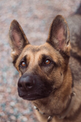 Portrait of a German Shepherd with beautiful and intelligent eyes. German shepherd dog close up, look up.