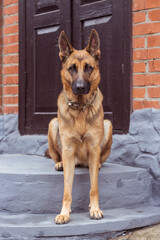 German Shepherd sits on the steps at the door of the house in a strange funny pose. Funny dog sits on the street. Purebred German dog guards the house. On guard.