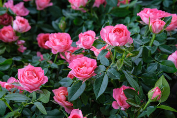 Fiori - Rose - flowers - roses