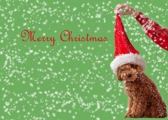 A miniature poodle of red-brown color sits on a white background in a Santa Claus hat, the hand holds the hat by the pompom, the concept of Christmas and New Year