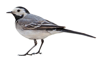 White Wagtail (Motacilla alba) on autumn, PNG, isolated on transparent background