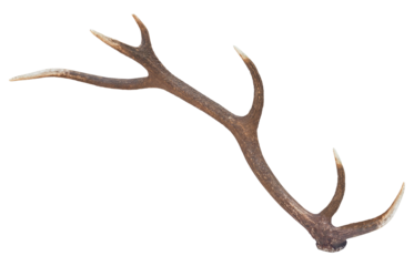 Antler of Red deer (Cervus elaphus), PNG, isolated on transparent background