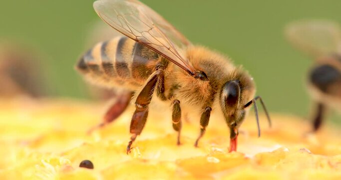 Honey bees working on honeycombs, close-up, selective focus. Life inside the hive.