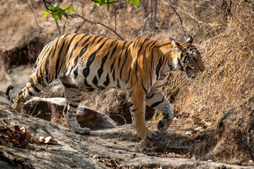 Fototapeta na wymiar Indian wild female bengal tiger or panthera tigris tigris on territory stroll in hot summer season at bandhavgarh national park forest umaria madhya pradesh india asia