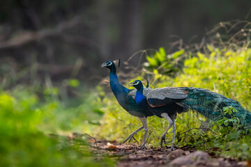 two male Indian peafowl or Pavo cristatus or peacock in natural scenic winter season forest or...