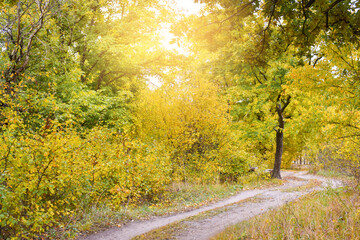 Road in the autumn forest, yellow leaves on the trees in the sun.