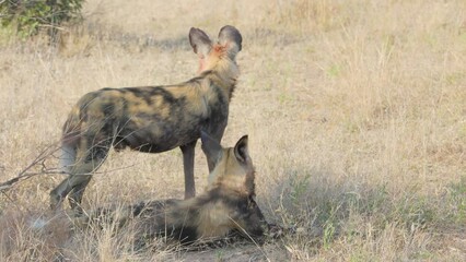 African Wild dogs Rests in shade, in African conservation area. 4k 60fps