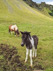 Horse and little foal in the mountains Iceland farm