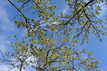 Tops of flowering plums stretch towards each other against blue sky with light clouds. Old trees are covered with white flowers and green leaves. Some of branches dried up during cold winter.