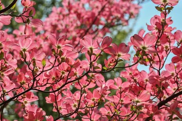 Award-winning Cornus kousa 'Miss Satomi' (Kousa Dogwood)