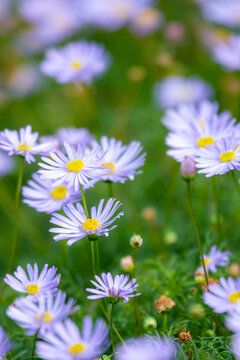 Purple Brachyscome native daisy flowers in garden.