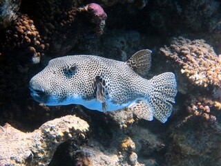 puffer fish