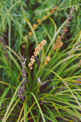 lomandra grass outdoor in sunny backyard