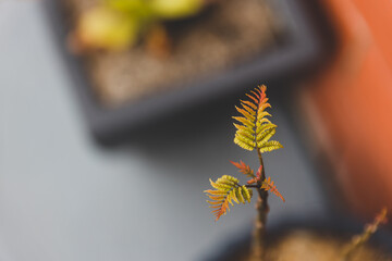 small jacaranda plant outdoor in winter