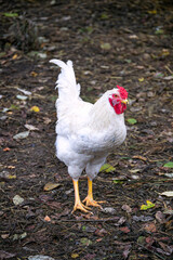 three bright pink roses, in an upright position, on stems with green leaves, are in the center, on a black background