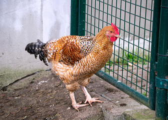 three bright pink roses, in an upright position, on stems with green leaves, are in the center, on a black background