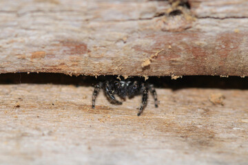 little jumping spider macro photo