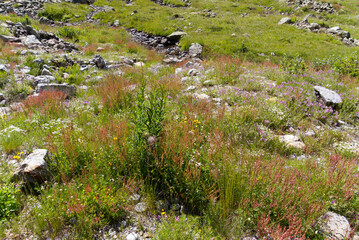 Fototapeta na wymiar Stones on the ground of meadow with flowers at Swiss mountain Pass Susten on a sunny summer day. Photo taken July 13th, 2022, Susten Pass, Switzerland.
