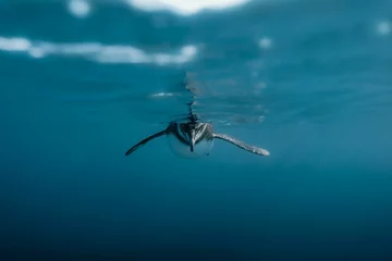 Foto op Canvas Selective focus of a Galapagos penguin swimming in the water © Andres75/Wirestock Creators