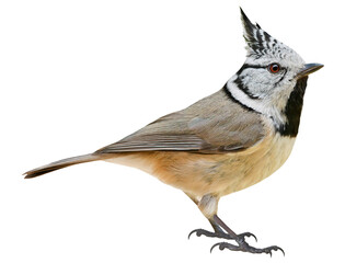 Crested tit (Lophophanes cristatus) Titmouse, PNG, isolated on transparent background