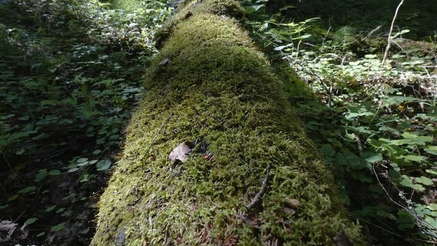 The green lychens on the tree trunk fallen on the ground in the forest in Estonia