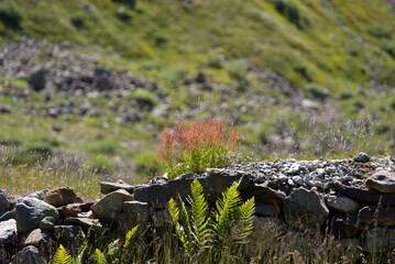Stones on the ground of meadow with flowers at Swiss mountain Pass Susten on a sunny summer day. Photo taken July 13th, 2022, Susten Pass, Switzerland.