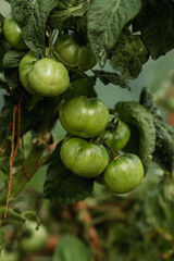 green tomatoes in the greenhouse