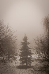Choinka w mgle 