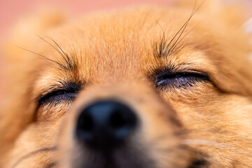close up of a pomeranian dog